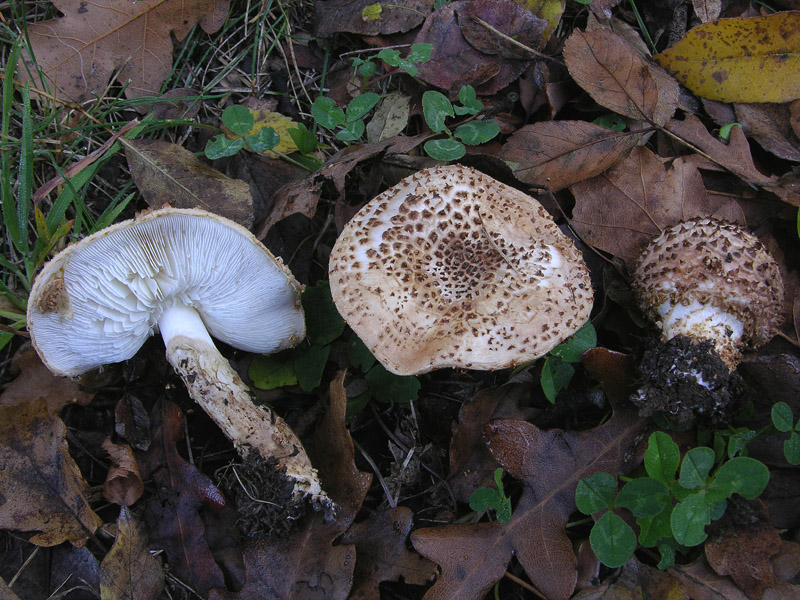 Lepiota aspera